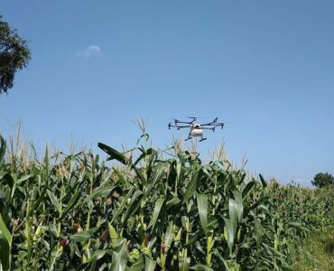 Spraying to prevent Sena Worm (Fall Army Worm)